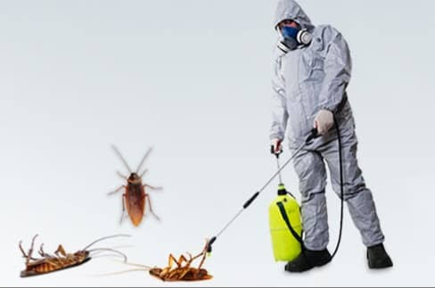 شركة مكافحة حشرات المنزل بالرياض